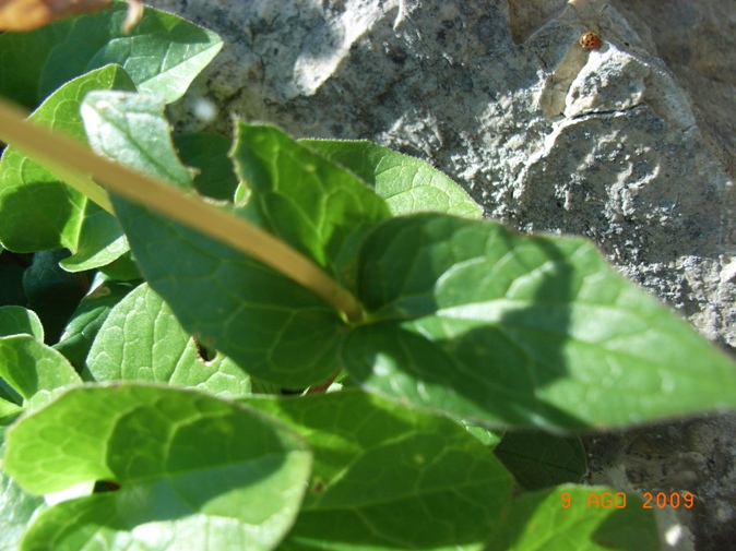 Valeriana montana / Valeriana montana